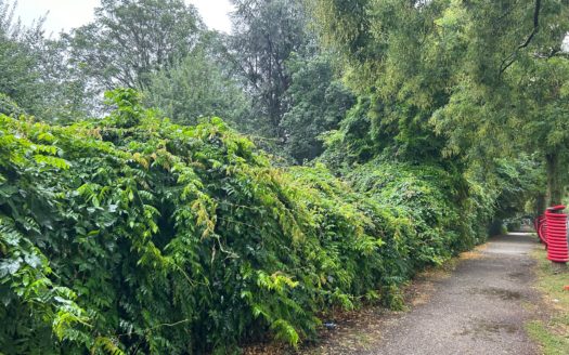 Graz: Altbauzauber trifft Moderne! Sanierte 3-Zimmer Wohnung (WG tauglich) in ruhiger Seitengassenlage in 8020 Graz zu vermieten !